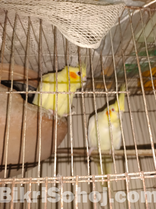 কোকাটেল